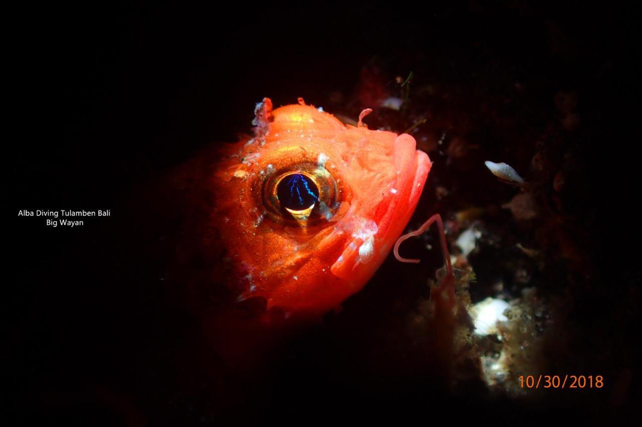 Villa Alba Bali Dive Resort Tulamben Dış mekan fotoğraf