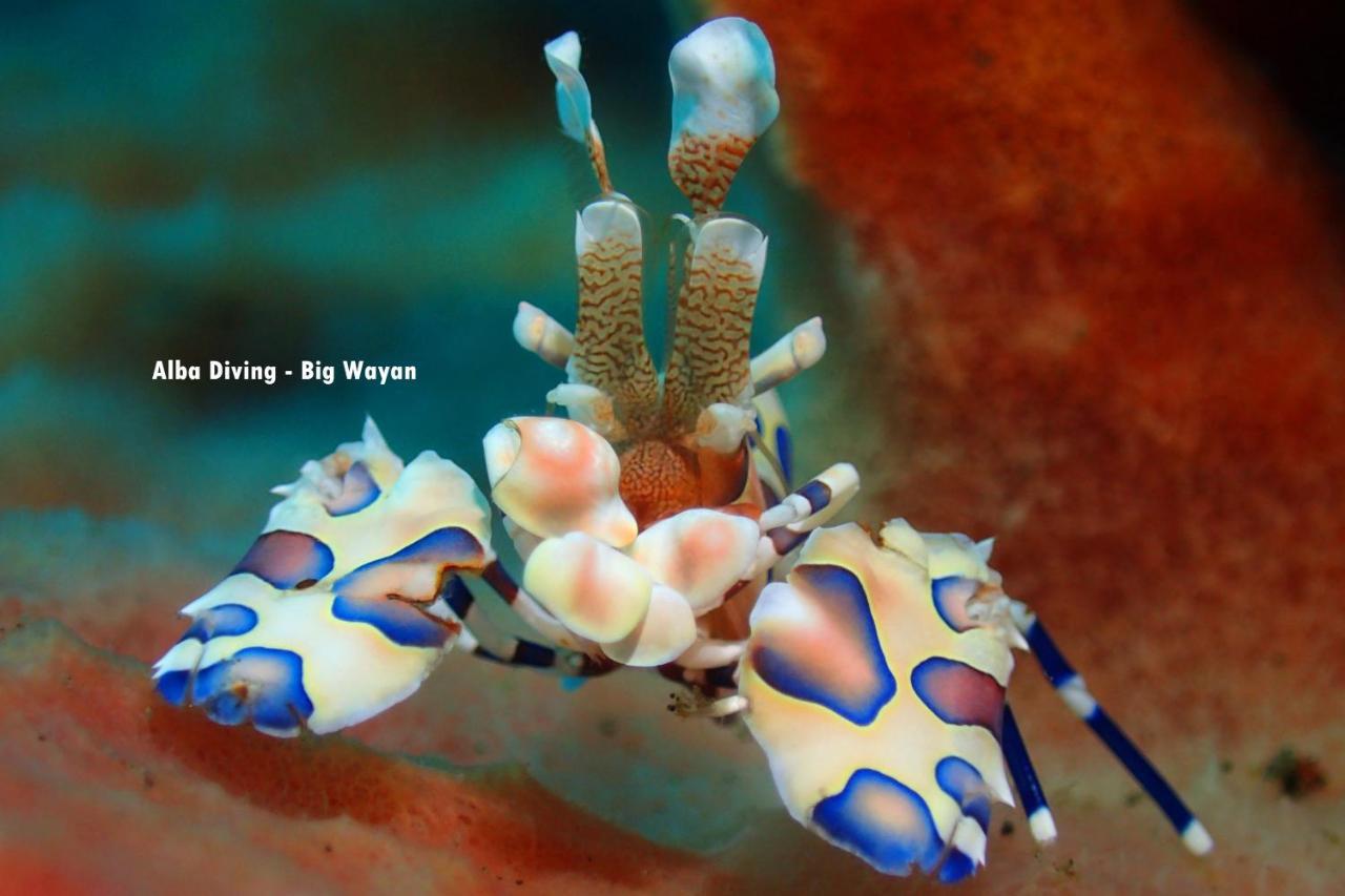 Villa Alba Bali Dive Resort Tulamben Dış mekan fotoğraf