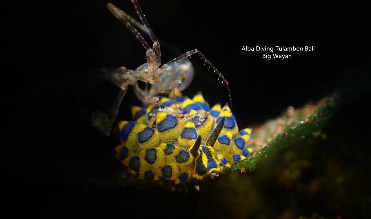 Villa Alba Bali Dive Resort Tulamben Dış mekan fotoğraf